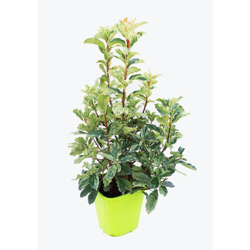 Visuel 1 du produit Photinia Serratifolia Pink Crispy® rose. Le pot de 8 litres