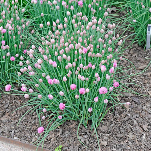 Visuel 1 du produit Ciboulette Bio. Le pot de 4,6 litres