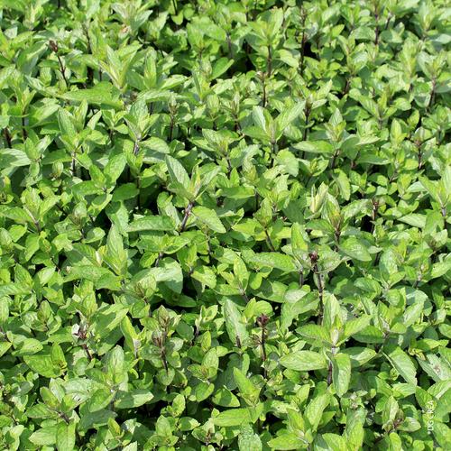 Visuel 1 du produit Menthe mojito. Le pot de 1 litre