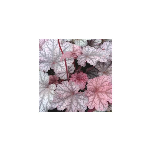 Visuel 1 du produit Heuchera Word Caffé Shakerato - Le pot de 2 litres