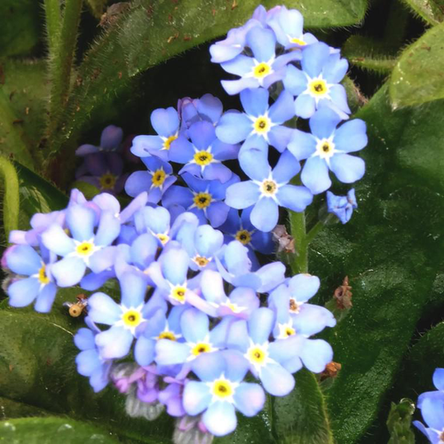 Visuel 1 du produit Myosotis bleu. La barquette de 6 plants