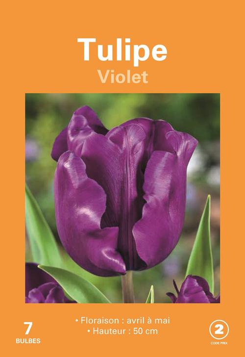 Visuel 1 du produit Bulbes de fleurs Tulipe violet botanic® - 7 bulbes