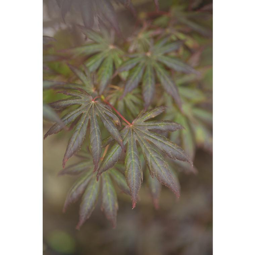 Visuel 1 du produit Erable du Japon (ACER PALMATUM TROMPENBURG ) Le pot de 110 litres