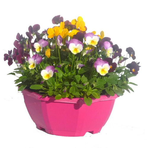 Visuel 1 du produit violette cornue - La coupe de Ø 23-25 cm