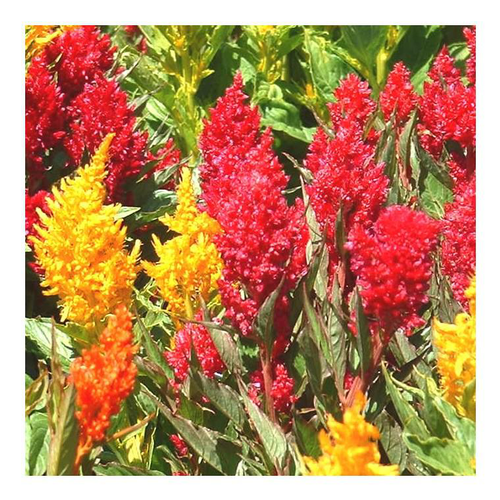 Visuel 1 du produit Célosie plumeuse - La barquette de 6 plants