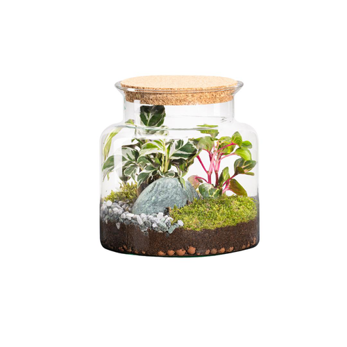 Visuel 1 du produit Terrarium autonome botanic® Jungle Classic - Taille S Ø 23 cm H 20 cm