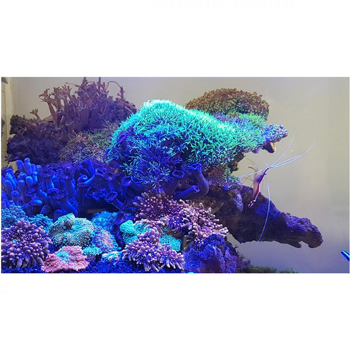 Visuel 3 du produit Tube LED blue spécifique pour galerie Multilux, JUWEL - 120cm, 23 Watts