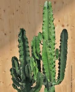 Visuel 1 du produit Euphorbia Erythrea botanic®. Le pot en terre cuite de Ø 27 x H 80 cm