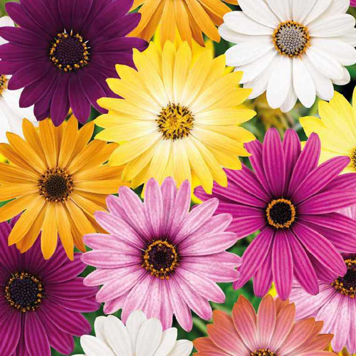 Visuel 1 du produit Osteospermum - Le pot de 9 x 9 cm