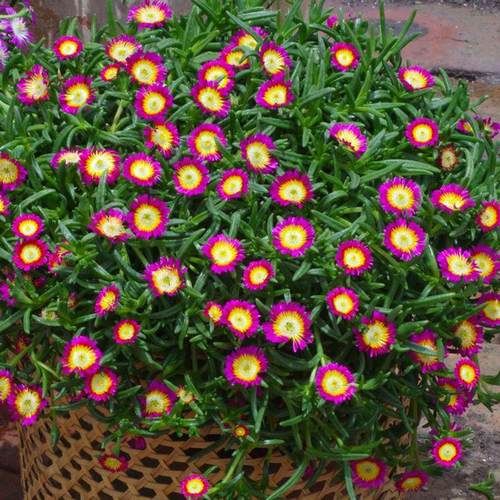 Visuel 1 du produit Delosperma Weels Of Wonder Hot Pink - Le pot de 2 litres