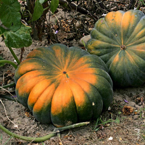 Visuel 1 du produit Courge Musquée de Provence Bio - La barquette de 6 plants