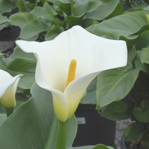 Visuel 1 du produit Arum Blanc. Le pot de 17 cm