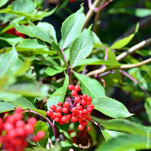 Visuel 1 du produit Sorbier des oiseleurs 'Edulis' botanic® vert. Le pot de 10 litres