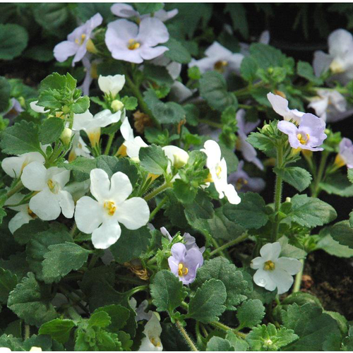 Visuel 1 du produit Mélange de Bacopa (Sutera cordata) à fleurs multicolores - La suspension avec soucoupe