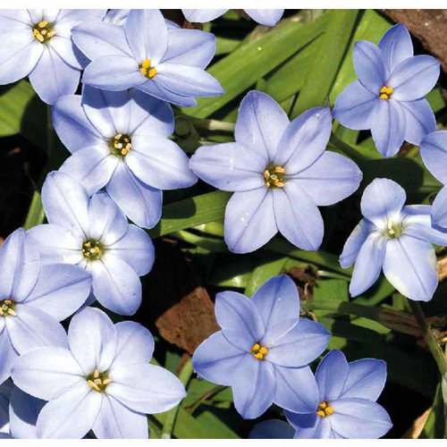 Visuel 1 du produit Ipheion Uniflorum - Le pot de 2 litres