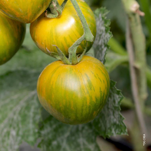 Visuel 1 du produit Tomate ronde Green Zebra bio. La barquette de 3 plants