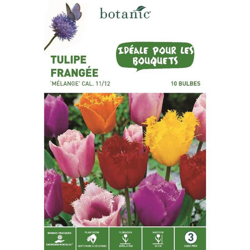 Visuel 1 du produit Tulipe crispa en mélange botanic® - 10 bulbes