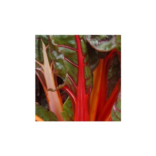 Visuel 1 du produit Poiree A Cardes De Couleur Bio. Le pot de 10,5 cm