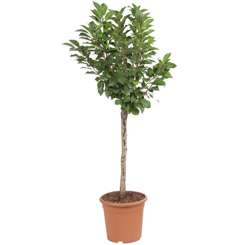 Visuel 1 du produit Cerisier Nain Maynard. Le pot de 7,5 litre en forme 1/4 tige