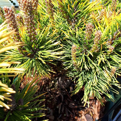 Visuel 2 du produit Pinus Mugo Winter Gold (Pin nain doré des montagnes) 25/30 en pot de 5 L jaune