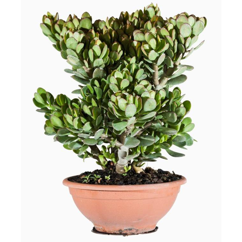 Visuel 1 du produit Crassula Portulacea (Plante de jade) en coupe de 18 cm vert