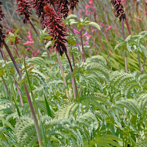 Visuel 1 du produit Melianthus Major - Le pot de 3 litres