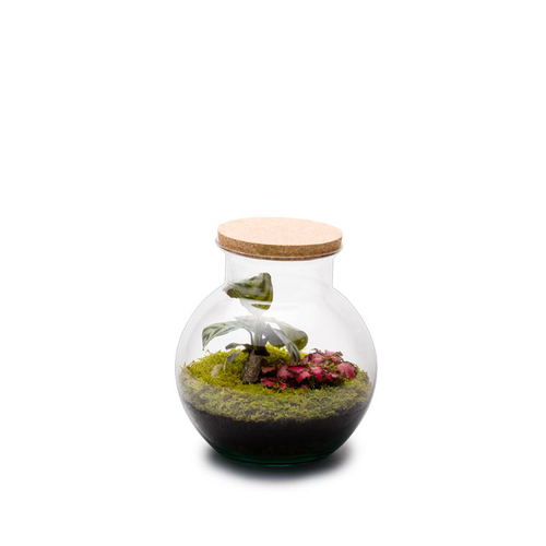 Visuel 1 du produit Terrarium Havana en verre transparent Naturalys taille S - Ø 19 x 20 cm