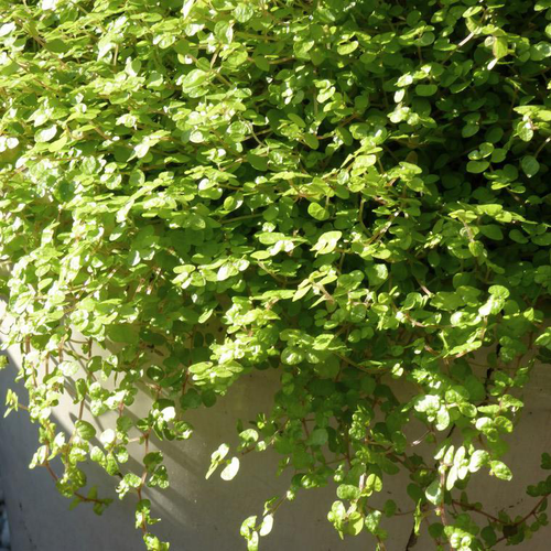 Visuel 1 du produit Sagina Aurea - La coupe