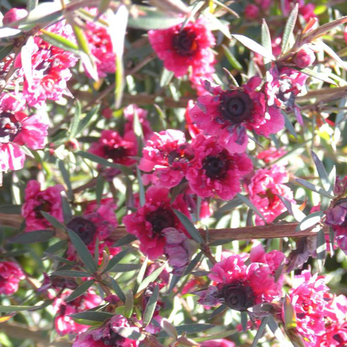 Visuel 1 du produit Chamelaucium (Wax Flower) Tige - Le pot de 20 cm