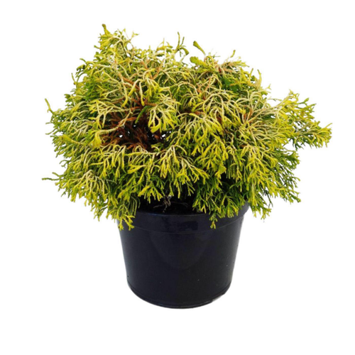 Visuel 1 du produit Faux cyprès du Japon Obtusa Tsatsumi gold, le pot de 2 Litres