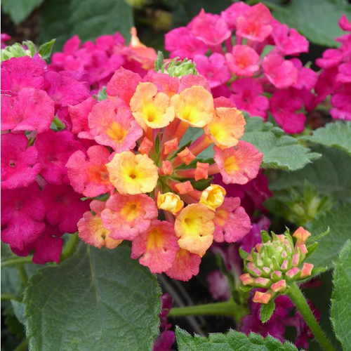 Visuel 1 du produit Lantana. Le pot de 20 cm