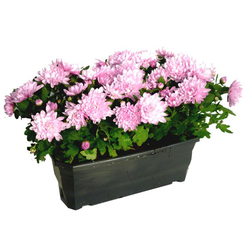 Visuel 1 du produit Chrysanthème ou Marguerite d'automne. La jardinière de 50 cm