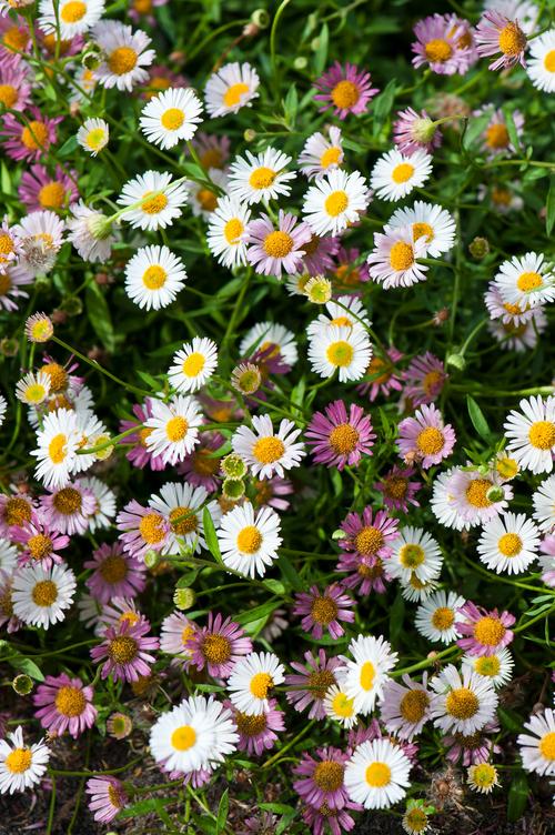 Visuel 1 du produit Vergerette de Karvinski  - Le pot de 2 litres