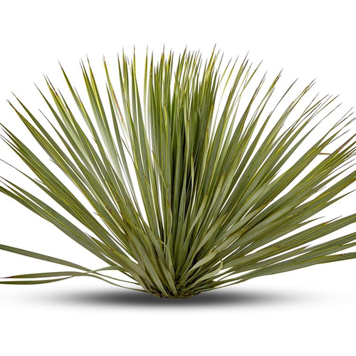 Visuel 1 du produit Yucca Rostrata en pot de 12 L