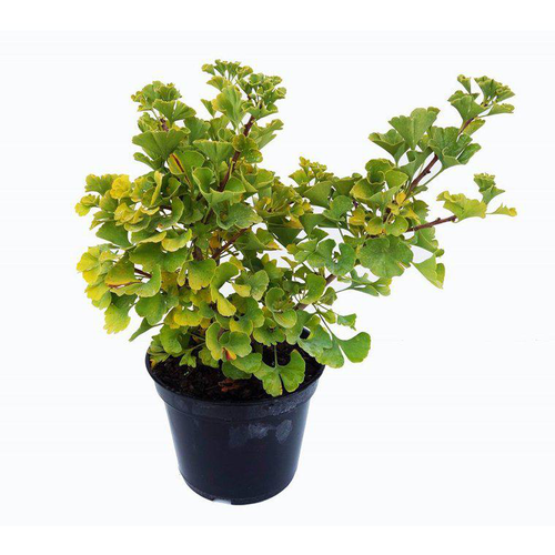 Visuel 1 du produit Ginkgo Biloba Mariken. Le pot de 5 litres