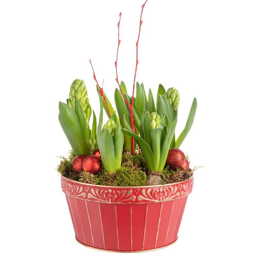 Visuel 1 du produit Composition de Noël 5 jacinthes multicolore pot en zinc rouge et or