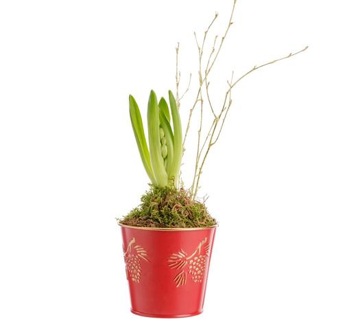 Visuel 1 du produit Jacinthe blanche. Le pot Ø 9,5 cm en zinc décor pomme de pin.