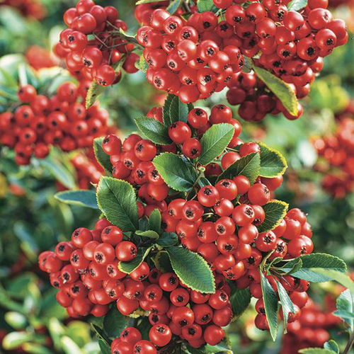 Visuel 1 du produit Buisson ardent Saphyr rouge® à baies rouges. Le pot de 7L