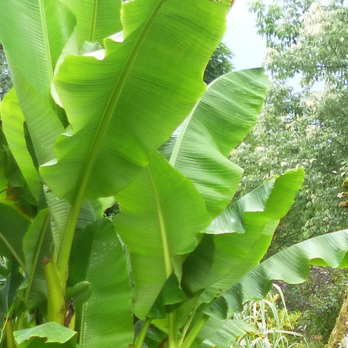 Visuel 1 du produit Bananier Vert. Le pot de 5 litres