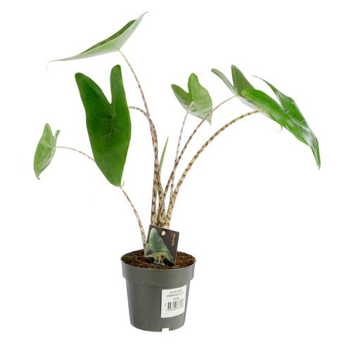 Visuel 1 du produit Alocasia zebrina - Ø 14 x H 50 cm