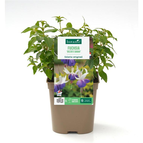 Visuel 1 du produit Fuchsia ‘Delta’s Sara’ - Le pot de 2 litres