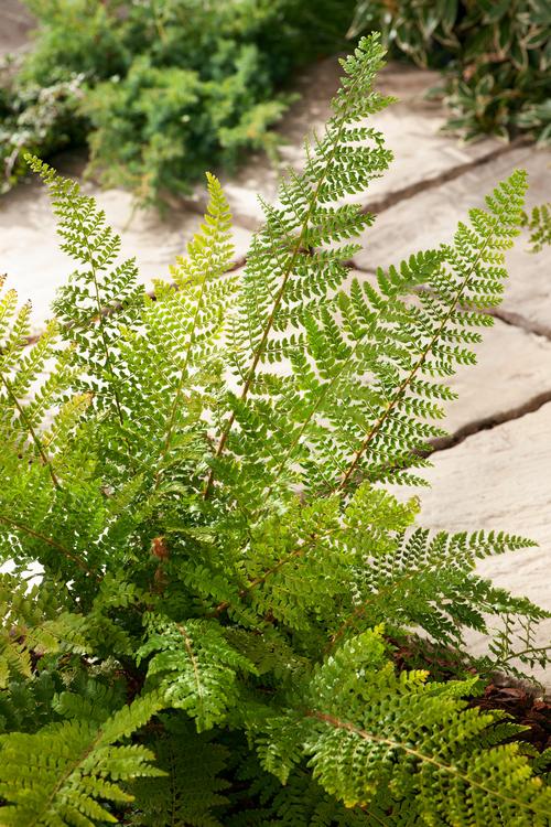 Visuel 1 du produit Fougère Polystichum setiferum - Le pot de 2 litres