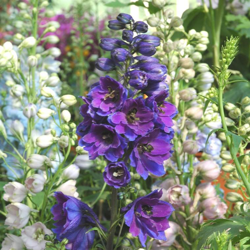 Visuel 1 du produit Delphinium ou Pied d'alouette à fleurs multicolores - Le pot de 4,5 litres