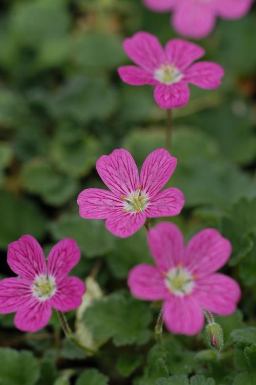 Visuel 1 du produit Erodium ‘Bishop’s Form’ - Le pot de 2 litres