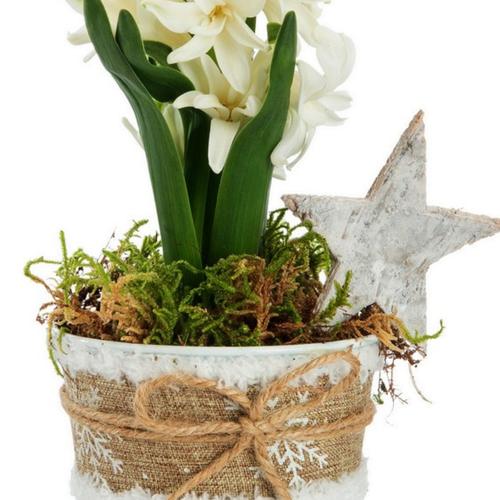 Visuel 2 du produit Jacinthe x 1 pot zinc blanc textile - Ø 8 cm