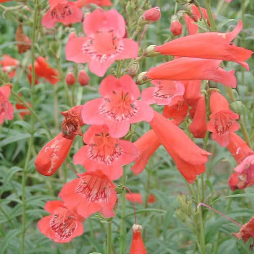 Visuel 1 du produit Penstemon southgate rouge en pot de 2 L