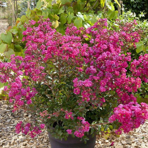 Visuel 1 du produit Lagerstroemia Indica Chérie rose. Le pot de 2 litres