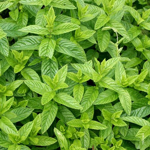 Visuel 1 du produit Menthe marocaine. Le pot de 1 litre