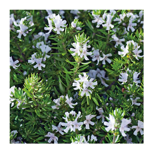 Visuel 1 du produit Westringia Fruticosa - Le pot de 2.5 litres