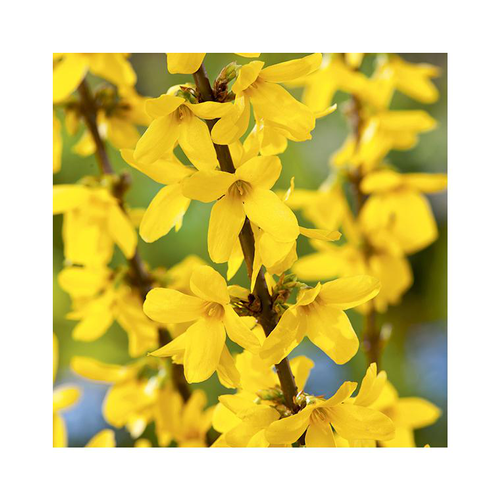Visuel 1 du produit Forsythia x intermedia lynwood jaune en pot de 15 L
